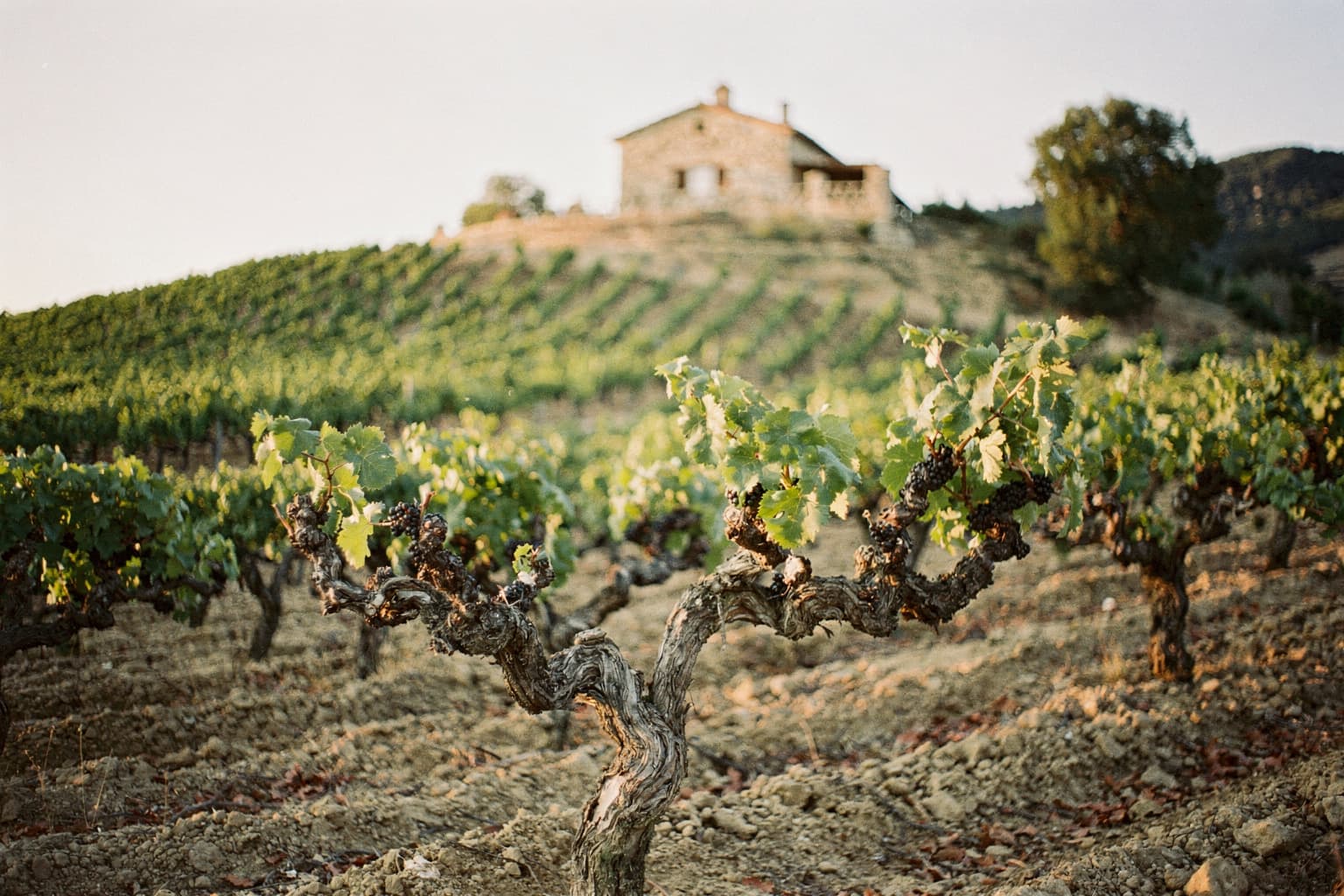 Head-trained vines on the estate’s western slope at golden hour